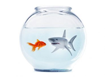 shark