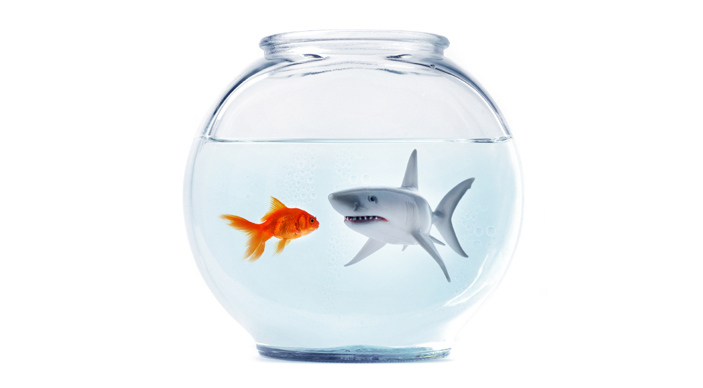 shark - How to Navigate Internal Politics and Its Impact on the Organization